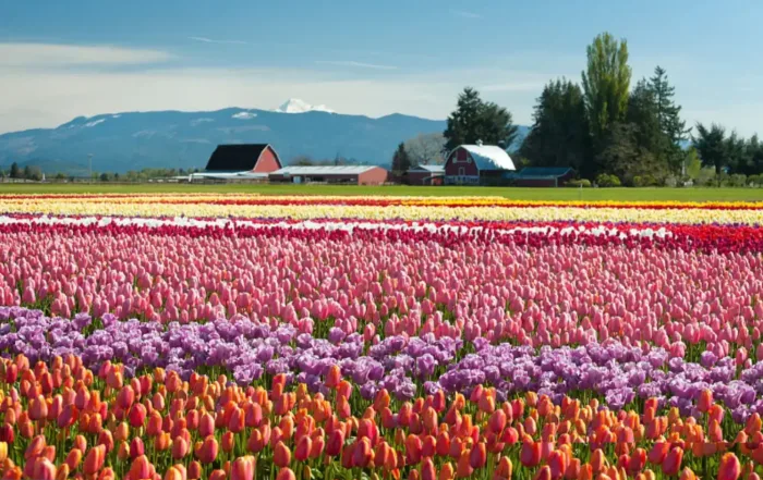 Best Cadillac Escalade Service: Experience the Skagit Valley Tulip Festival in Style with WESedan